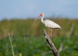 Image result for Ibis White 2017 Q1