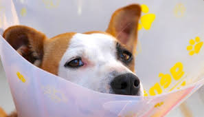Purchasing pet insurance could come in handy if they end up having any illnesses or injuries down petplan keeps pet insurance simple, with only one policy available with no options for additional pet owners receive a 10% discount on insurance coverage for multiple pets. An Expert Guide To Pet Insurance Pros And Cons Vet Approved Advice