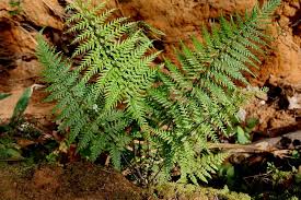 Image result for Pityrogramma calomelanos