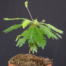 Image result for Biophytum