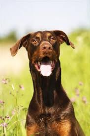 Von Willebrand S Disease In Dogs Veterinary Partner Vin