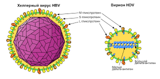 По меньшей мере 41 случай заражения новым штаммом коронавируса, получившим название дельта плюс, зарегистрировали в англии. Virus Gepatita Delta Vikipediya