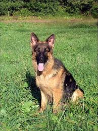 The long haired german shepherd is a variation of the classic german shepherd. Leerburg Long Haired German Shepherds