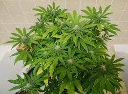 Now, what we should note first is that light bleaching or burning may look like nitrogen deficiencies. Is This Led Light Burn Lights Ventilation I Love Growing Marijuana Forum By Robert Bergman