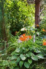 Plants or other ideas for shade for zone 2. 17 Best Plants That Grow Under Pine Trees