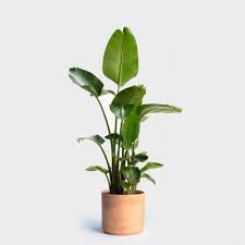 Bird Of Paradise In Pot Bird Of Paradise Plant 14 Paradise Plant Birds Of Paradise Plant Buy Indoor Plants