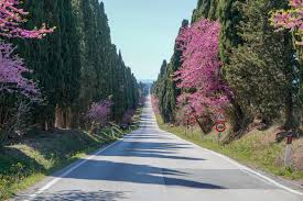 Il Viale dei Cipressi di Bolgheri | Visit Tuscany