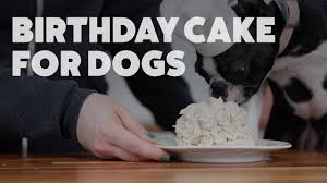 This quick and easy dog cake recipe is perfect for celebrating your pup's birthday or spoiling them, just because! Dog Birthday Cake Recipes 5 Dog Birthday Cakes Your Dog Will Love