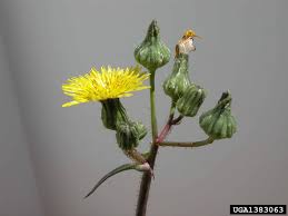 Image result for Sonchus wilmsii