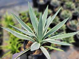 Image result for Antizoma angustifolia