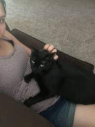 Check spelling or type a new query. Every Day At Lunch Susan The Cat Lays On My Pregnant Belly To Incubate Her Little Human Cat Laying Black Cat Pregnant Belly