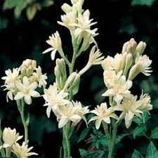 Tuber Roses Smell Divine Amaryllis Plant Bulb Flowers Amaryllis Flowers