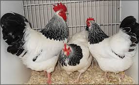 We did not find results for: The Light Sussex Has A White Body With A Black Tail And Black Wing Tips Its Neck Is White Striped With Sussex Chicken Urban Chicken Farming Chickens Backyard