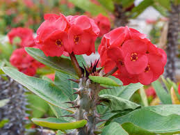 Check spelling or type a new query. Crown Of Thorns Plant Care Growing Watering Flowering Propagation Plant Index