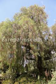 Image result for Schinus molle