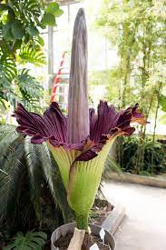 Corpse Flower Height Best Flower Wallpaper