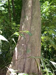 Image result for Coula edulis