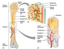 It is located between the elbow joint and the shoulder. Skeletal System