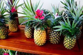You can't buy your own item. Thenewenglandscholar White Pineapples On The Big Island Hawaii Tumblr Pineapple White Pineapple