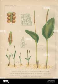 Image result for Ophioglossum vulgatum