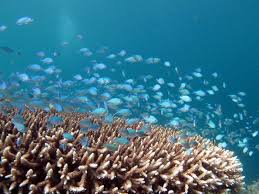 About one quarter of fish species shoal all their lives, and about one half shoal for part of their lives. Schooling Fish Should Stay In School