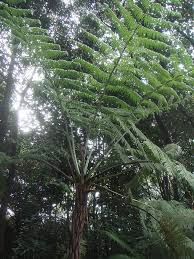 Image result for Cyathea manniana