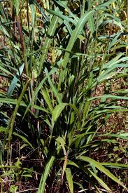 Image result for Rottboellia