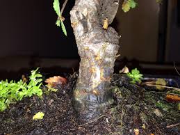 Normally you will see that there will be sagginess in your tree, the branches will be fragile and the tree will look like it's drooping. Chinese Elm Bonsai Tree Dying Please Help Helpfulgardener Com