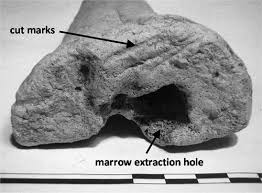 Full article: Making a significant place: excavations at the Late  Mesolithic site of Langley's Lane, Midsomer Norton, Bath and North-East  Somerset