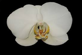 Orchid On Black Free Stock Photo White Orchids Orchids Birds Of Paradise Plant