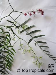 Image result for Schinus molle