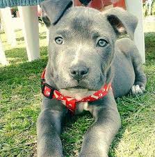 In fact, the american pitbull is also known as american pit bull terrier. Blue Line Pitbull Home Facebook