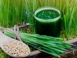 Apart from deciding which type of wheatgrass juicer you should go for, there are a few other things you'll want to keep in mind. 11 Impressive Benefits Of Wheatgrass Nutrition Organic Facts