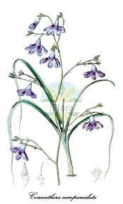 Image result for Tecophilaeaceae