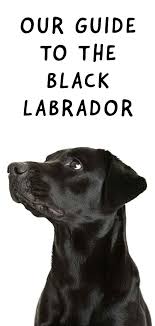 Every puppy is unique and beautiful that demands regular. Black Labrador Everything You Need To Know About Your Black Lab