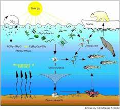 96 Ocean Acidification Is Impacting Phytoplankton Now Steve Williams Environmental News Net