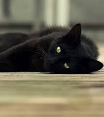 Voici 3 Bonnes Raisons D Adopter Un Chat Noir Chat Noir Chats Noirs Mignons Photo Chat