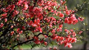 Growing best in full sun, flowering quince needs regular watering and will grow up to 6 feet tall. Flowering Quince For Early Spring Blooms