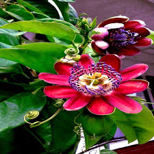 Image result for Passiflora quadrangularis