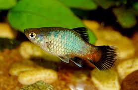 All living beings need healthy food for good life. A Complete Guide To Keeping Molly Fish Fish Care Guide