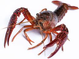 Louisiana is the leading producer of crawfish, but alabama, mississippi, and texas all have booming industries. Crayfishing For Fun And Food