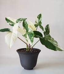 Pin On House Plants