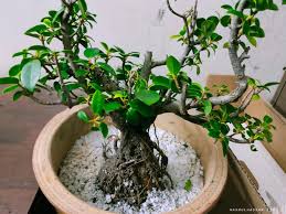 Pokok bunga ini tidak perlu di sirami dengan air.seelok eloknya di letakan di bawah cahaya mata hari. Percubaan Pertama Jadikan Pokok Ara Sebagai Pokok Bonsai Dalam Rumah