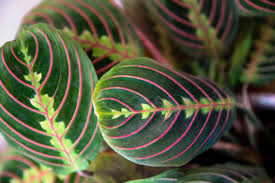 If you opt for the latter, be sure to water it generously. Prayer Plant Indoor Plant Care Growing Guide
