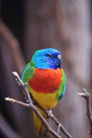Scarlet Chested Parrot Parakeet Parrot Amazon Birds