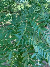 Image result for Brachystegia