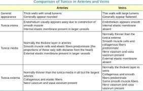 All cells in the body need oxygen and the vital nutrients found in once through the lungs, the blood flows back to the left atrium. 17 Blood Vessels And Circulation Medicine Libretexts