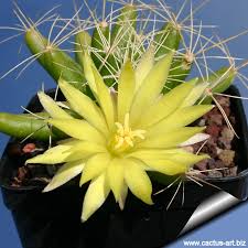 La mammillaria longimamma es una planta cactácea muy curiosa: Mammillaria Longimamma Dolichothele Uberiformis