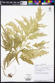 Image result for Selaginella lewalleana