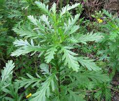 Image result for Euryops chrysanthemoides